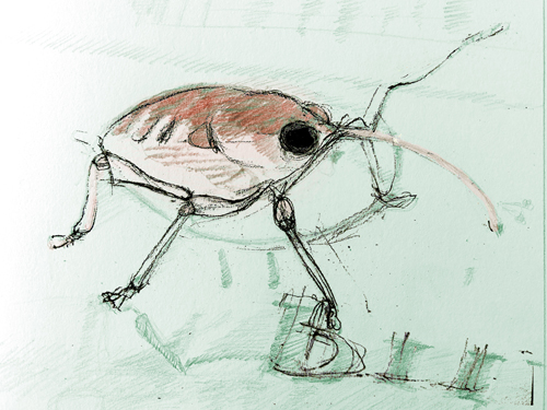 Curculionoidae