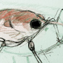 Curculionoidae