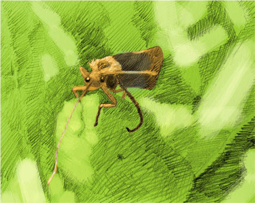 Köcherfliege