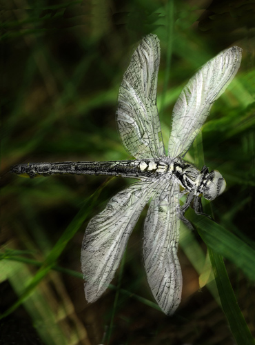 Libelle