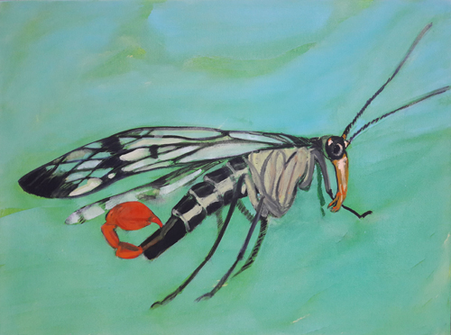 Skorpionsfliege